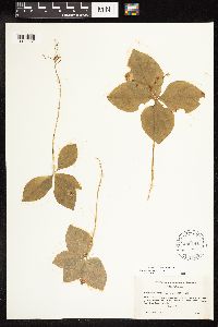 Lysimachia latifolia image