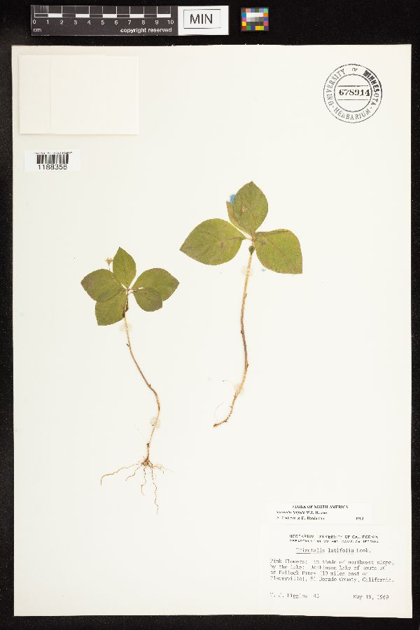 Lysimachia latifolia image