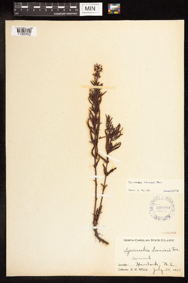 Lysimachia loomisii image