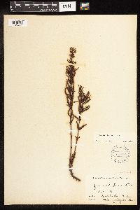 Image of Lysimachia loomisii