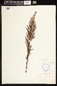 Lysimachia loomisii image