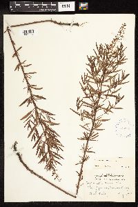 Lysimachia loomisii image