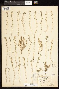 Lysimachia minima image