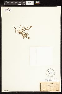 Lysimachia minima image