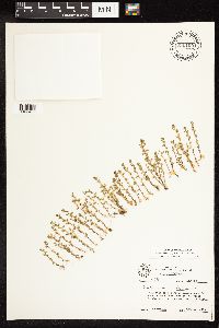 Lysimachia minima image