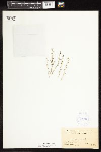 Lysimachia minima image