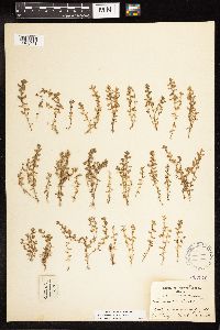 Lysimachia minima image