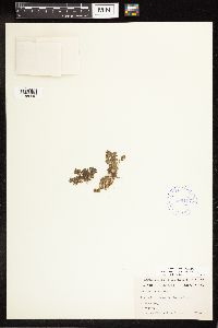 Lysimachia minima image