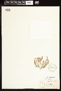 thumbnail image of current specimen