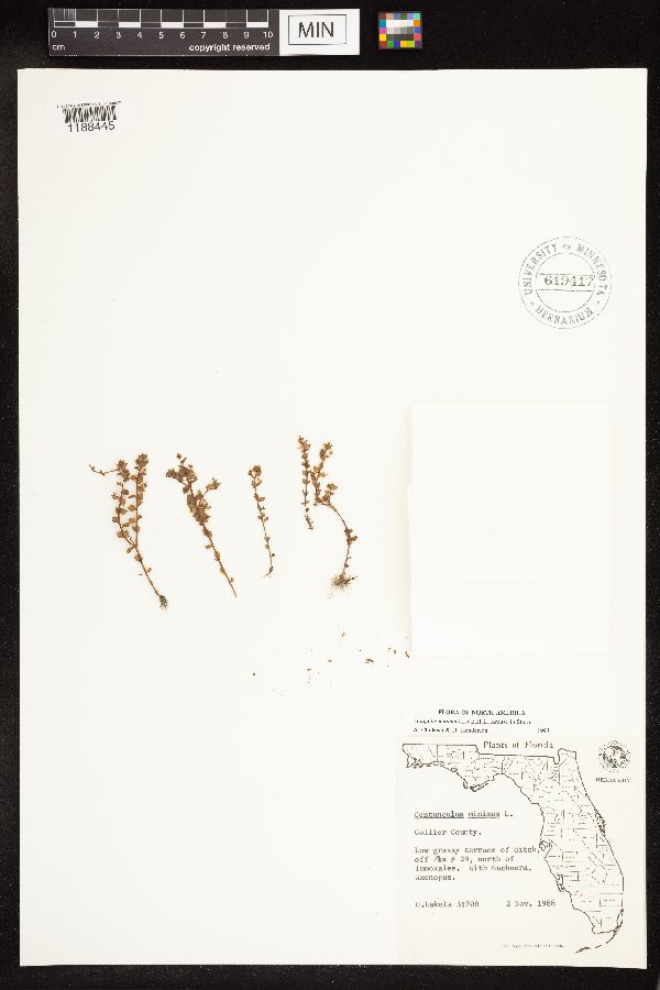 Lysimachia minima image