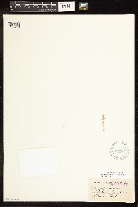 Lysimachia minima image