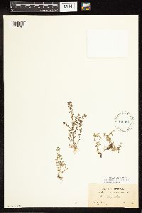 Lysimachia minima image