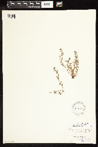 Lysimachia minima image