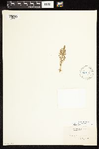 Lysimachia minima image