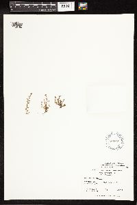 Lysimachia minima image