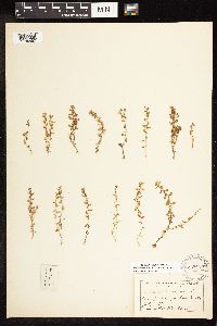 Lysimachia minima image