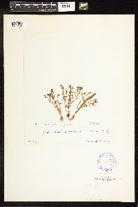 Lysimachia minima image