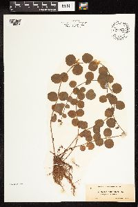 Lysimachia nummularia image