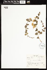 Lysimachia nummularia image