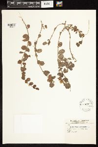 Lysimachia nummularia image