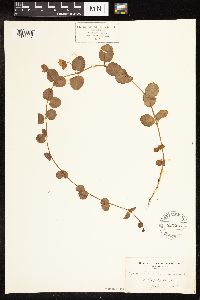 Lysimachia nummularia image