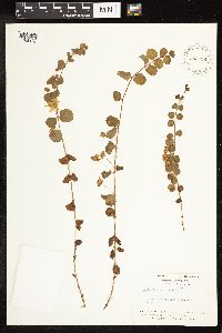 Lysimachia nummularia image