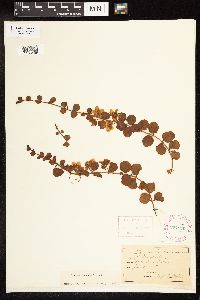 Lysimachia nummularia image