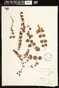 Lysimachia nummularia image