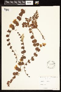 Lysimachia nummularia image