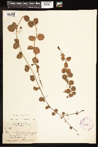 Lysimachia nummularia image