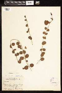 Lysimachia nummularia image