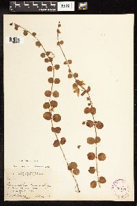 Lysimachia nummularia image