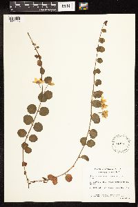 Lysimachia nummularia image