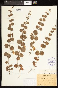 Lysimachia nummularia image