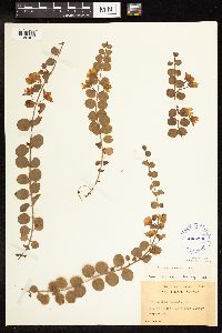 Lysimachia nummularia image