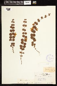 Lysimachia nummularia image