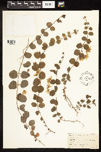 Lysimachia nummularia image