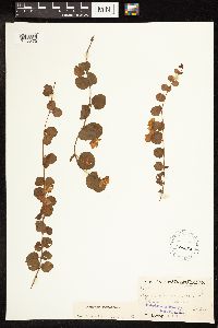 Lysimachia nummularia image