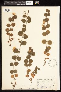 Lysimachia nummularia image