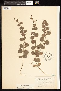 Lysimachia nummularia image