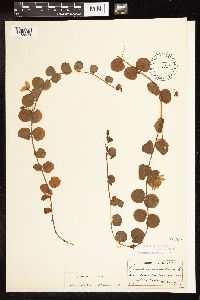 Lysimachia nummularia image