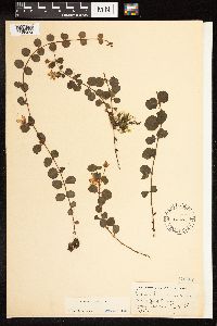 Lysimachia nummularia image