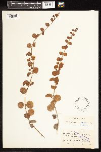 Lysimachia nummularia image