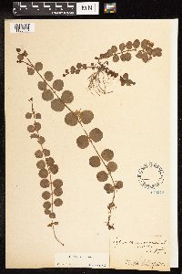 Lysimachia nummularia image