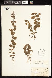 Lysimachia nummularia image