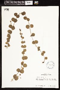 Lysimachia nummularia image