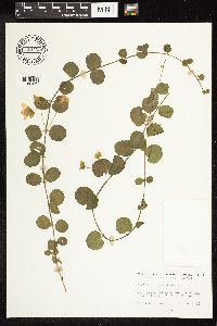 Lysimachia nummularia image