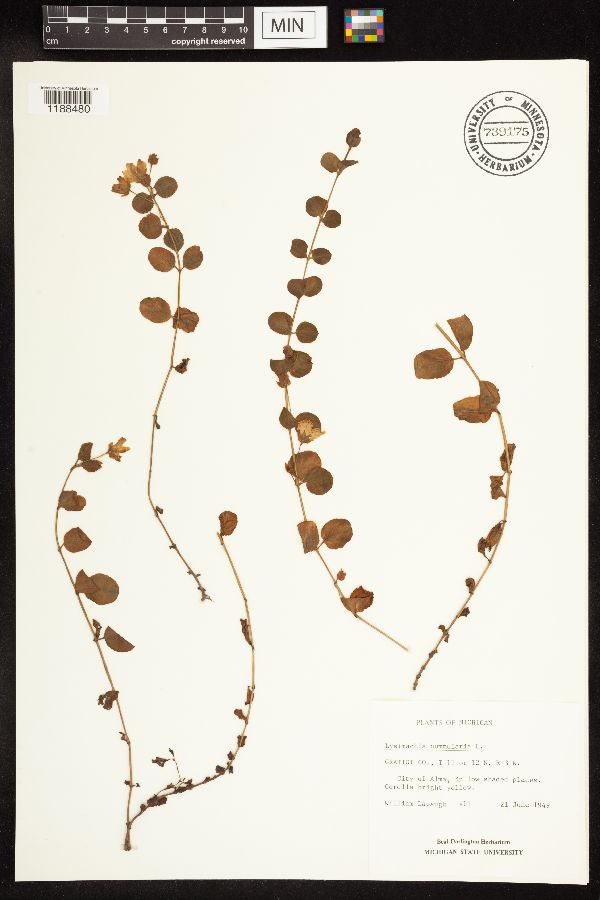 Lysimachia nummularia image