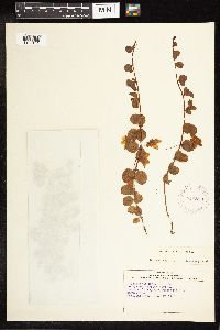 Lysimachia nummularia image