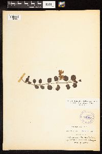 Lysimachia nummularia image